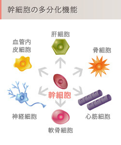 幹細胞の多分化機能