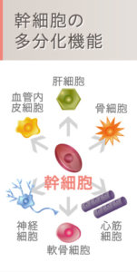 幹細胞の多分化機能